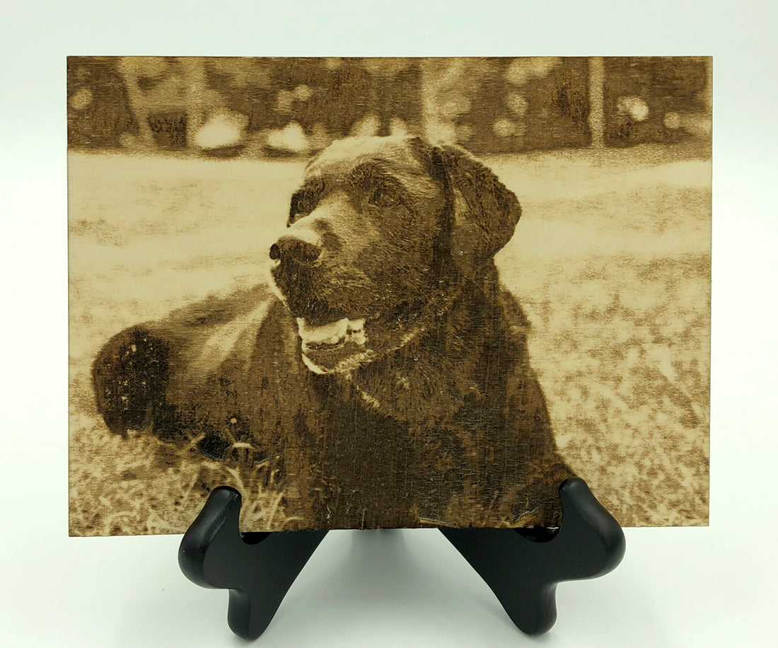 Photo engrave of a black lab on a black easel with a white background