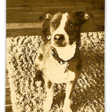 Dog with a collar standing on a textured surface, photo engrave