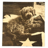 Dog lying on a flag with a star, vintage-style photo engrave