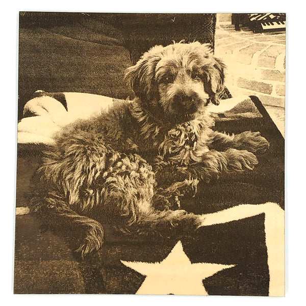 Dog lying on a flag with a star, vintage-style photo engrave